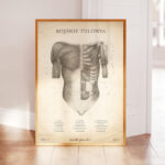 Plakat Mięśnie Tułowia Vintage - obrazek 3