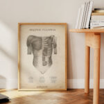 Plakat Mięśnie Tułowia Vintage - obrazek 4