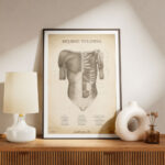 Plakat Mięśnie Tułowia Vintage - obrazek 5