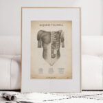 Plakat Mięśnie Tułowia Vintage - obrazek 6