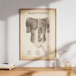 Plakat Mięśnie Tułowia Vintage - obrazek 7