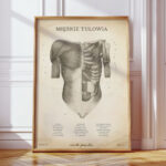 Plakat Anatomiczny - Mięśnie Tułowia Vintage