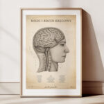 Plakat Mózg i Rdzeń Kręgowy Vintage - obrazek 2
