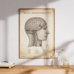 Plakat Mózg i Rdzeń Kręgowy Vintage - obrazek 7