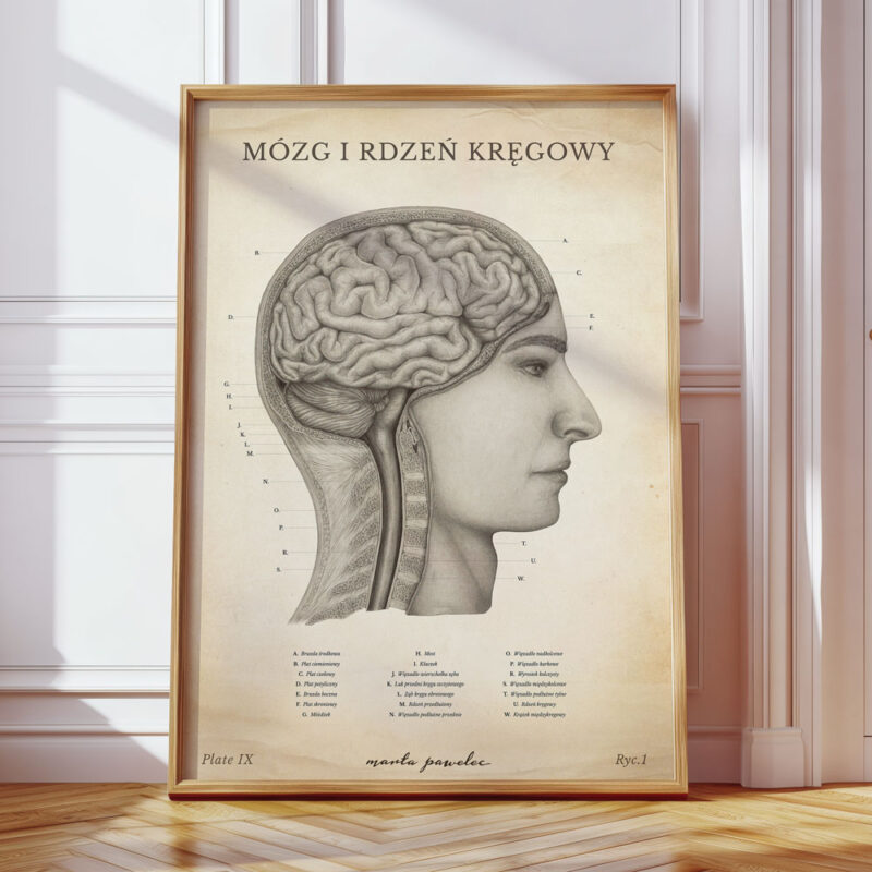 Plakat Anatomiczny - Mózg i Rdzeń Kręgowy Vintage