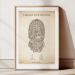 Plakat Narządy Wewnętrzne Vintage - obrazek 2