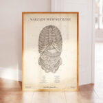 Plakat Narządy Wewnętrzne Vintage - obrazek 3