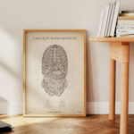 Plakat Narządy Wewnętrzne Vintage - obrazek 4
