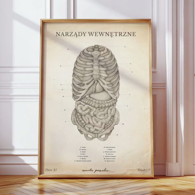 Plakat Anatomiczny - Narządy Wewnętrzne Vintage