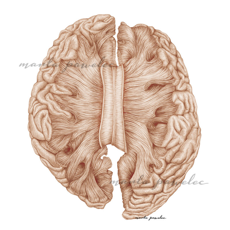 Ciało Modzelowate - rycina anatomiczna
