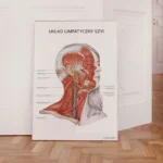 Plakat Układ Limfatyczny Szyi - obrazek 6