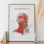 Plakat Układ Limfatyczny Szyi - obrazek 7
