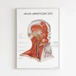 Plakat Układ Limfatyczny Szyi - obrazek 8
