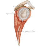 Panewka stawu ramiennego - rycina anatomiczna