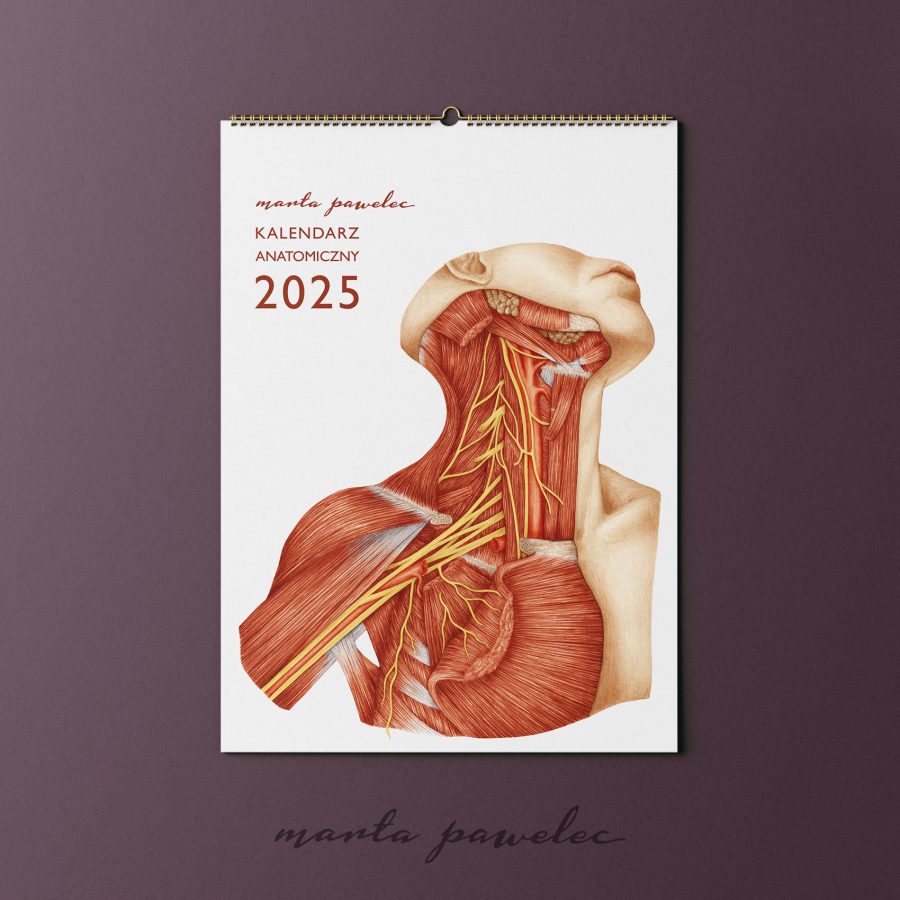 Kalendarz&Planer Anatomiczny 2025 — zdjęcie 2