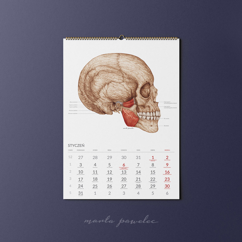 Kalendarz Anatomiczny 2022 — zdjęcie 2