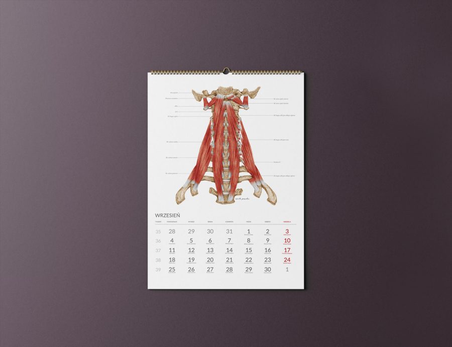 Kalendarz Anatomiczny 2023 — zdjęcie 9