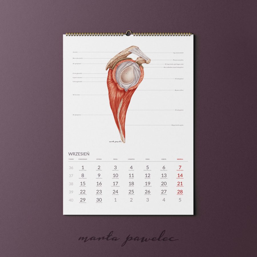 Kalendarz&Planer Anatomiczny 2025 — zdjęcie 6