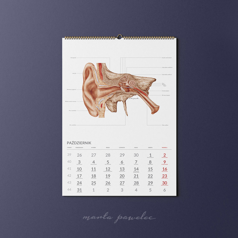 Kalendarz Anatomiczny 2022 — zdjęcie 11