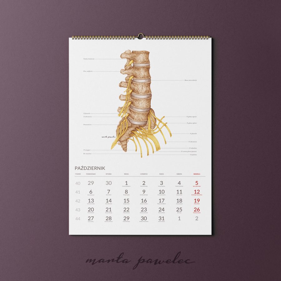 Kalendarz&Planer Anatomiczny 2025 — zdjęcie 7