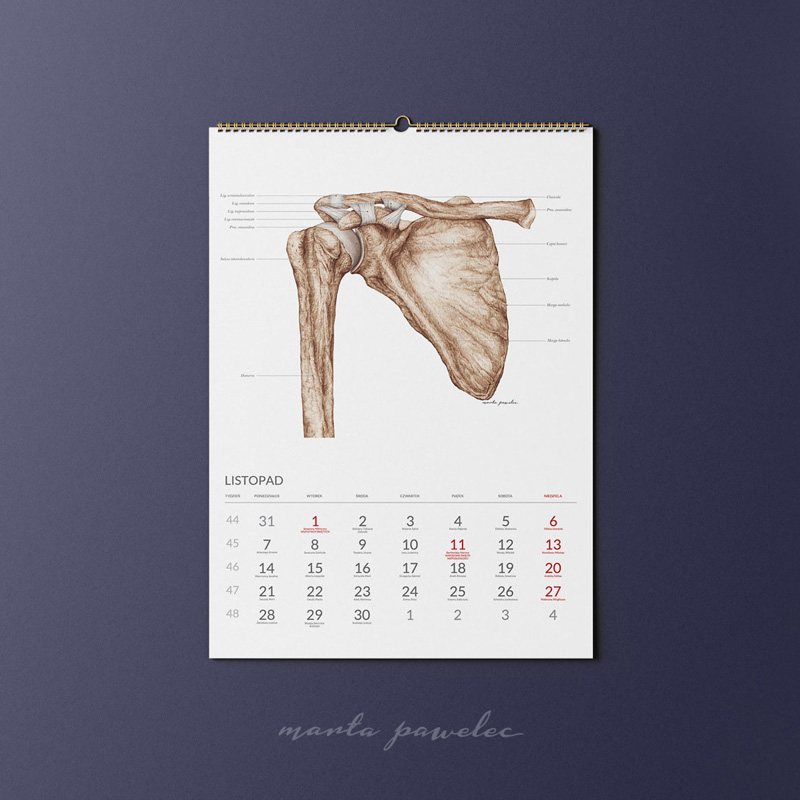 Kalendarz Anatomiczny 2022 — zdjęcie 12