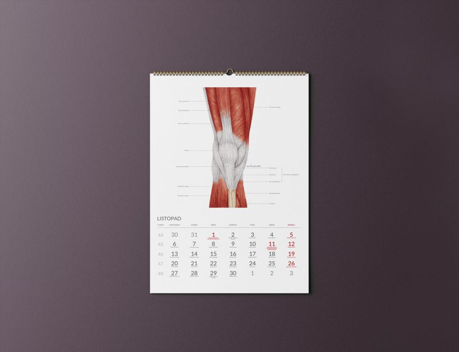 Kalendarz Anatomiczny 2023 — zdjęcie 11