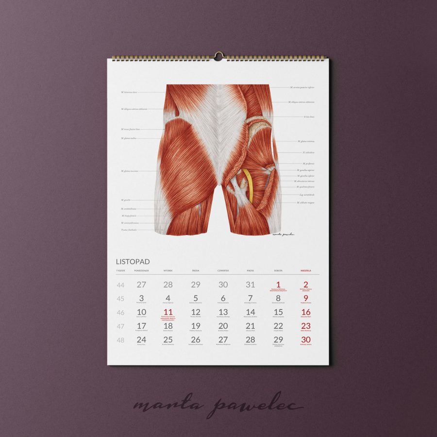Kalendarz&Planer Anatomiczny 2025 — zdjęcie 8
