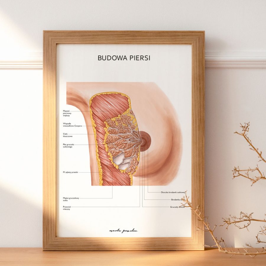 Plakaty Anatomia Płci - Komplet — zdjęcie 4