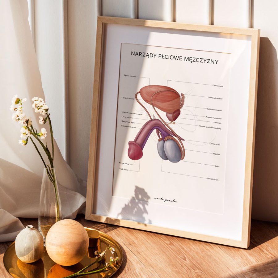 Plakaty Anatomia Płci - Komplet — zdjęcie 8