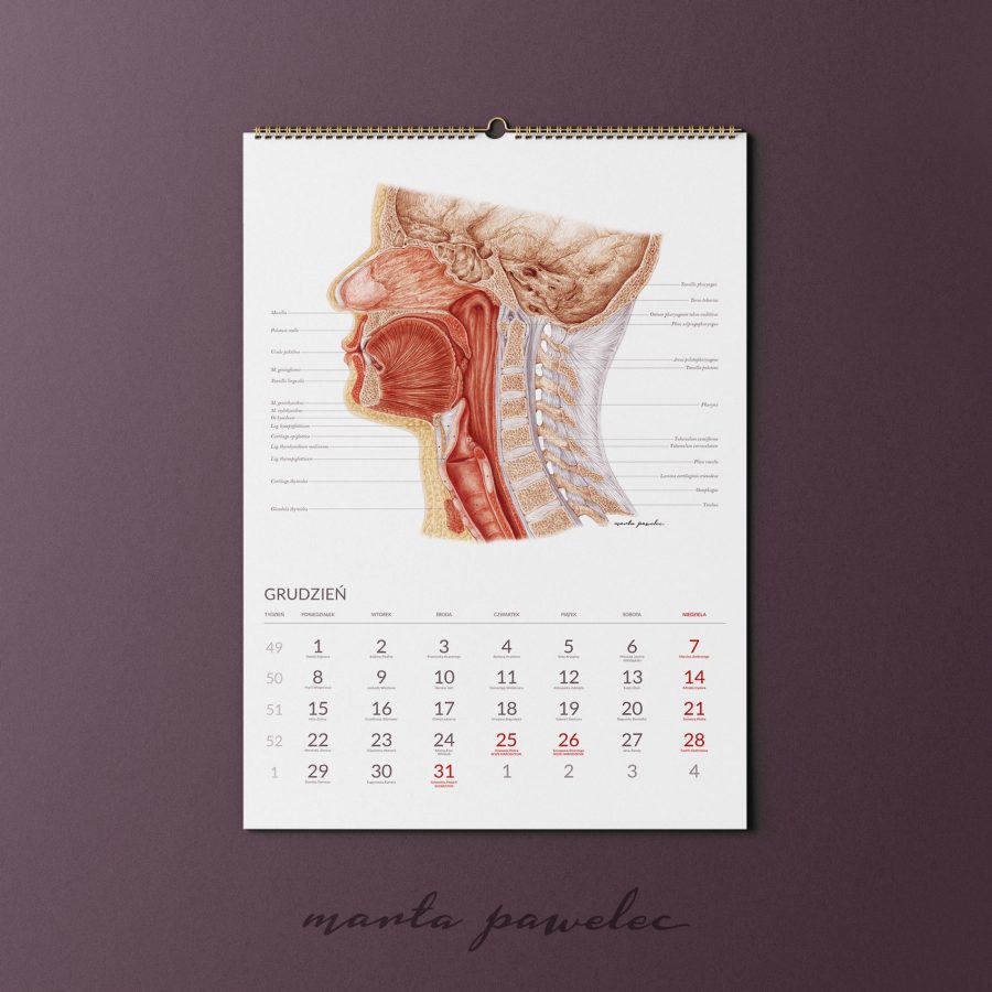 Kalendarz&Planer Anatomiczny 2025 — zdjęcie 9