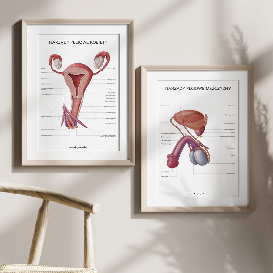 Plakaty Anatomia Płci - Komplet — zdjęcie 3