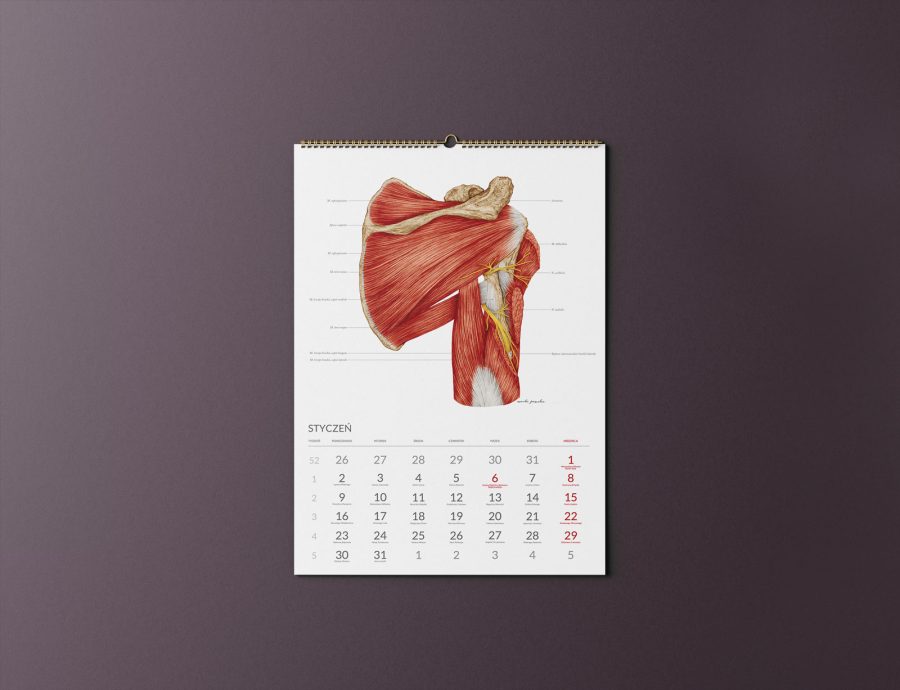Kalendarz Anatomiczny 2023 — zdjęcie 2