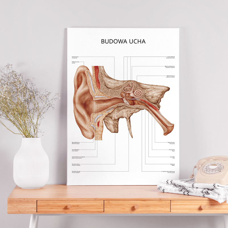 Plakaty Anatomia Ucha i Gardła - Komplet — zdjęcie 4
