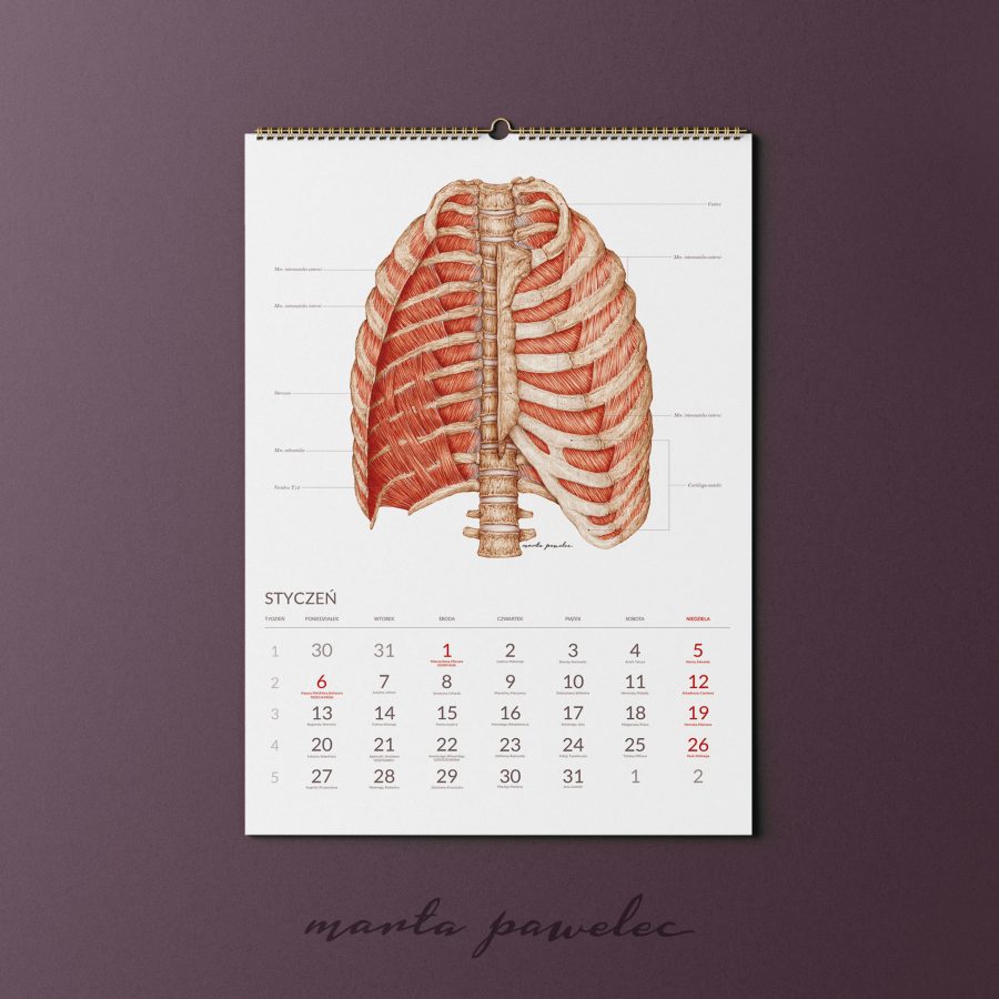 Kalendarz&Planer Anatomiczny 2025 — zdjęcie 3