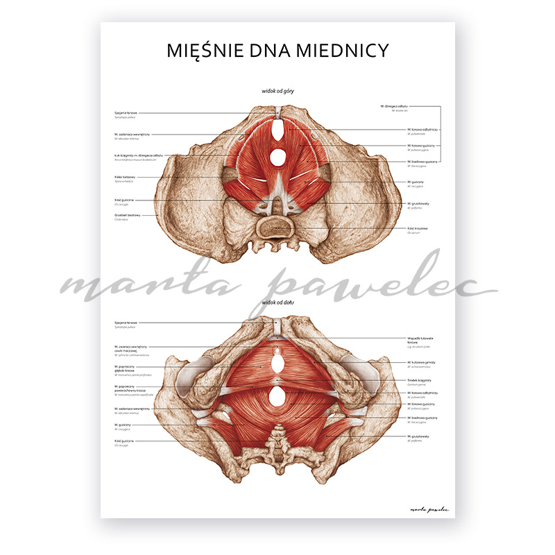 Plakaty Ciąża i Mięśnie Dna Miednicy - Komplet — zdjęcie 6