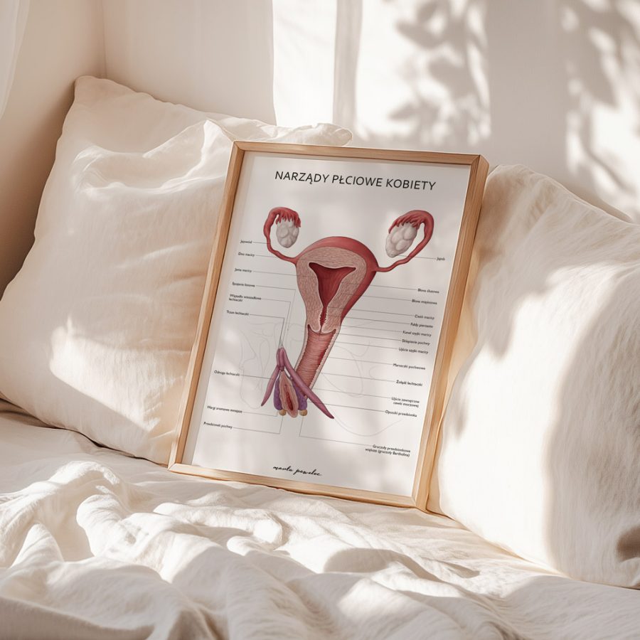 Plakaty Anatomia Płci - Komplet — zdjęcie 9