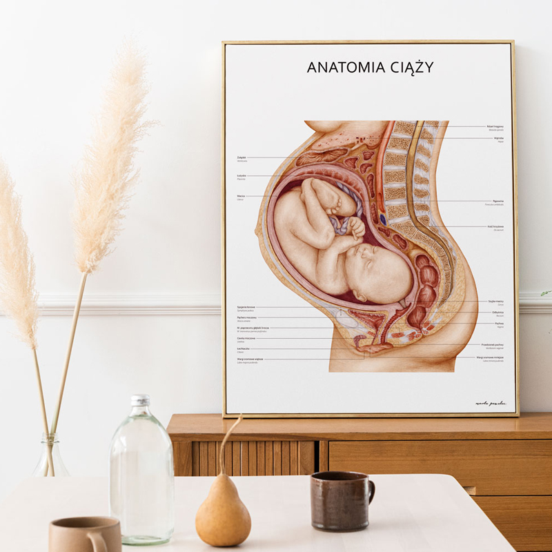 Plakaty Ciąża i Mięśnie Dna Miednicy - Komplet — zdjęcie 4