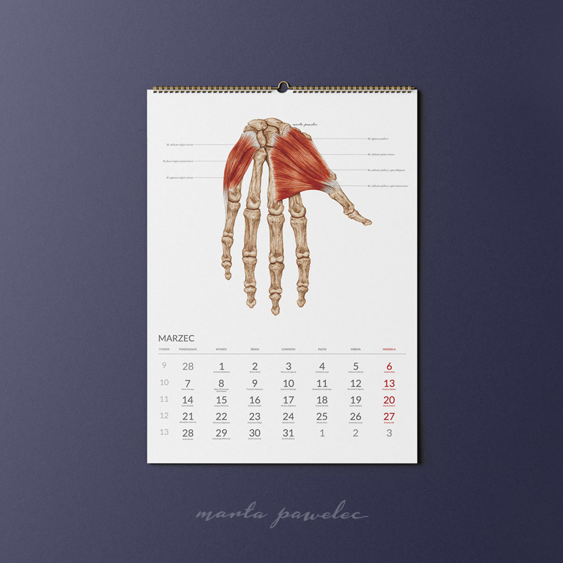 Kalendarz Anatomiczny 2022 — zdjęcie 4