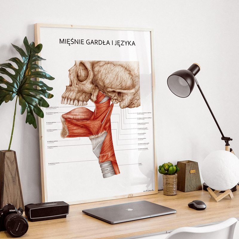 Plakaty Anatomia Ucha i Gardła - Komplet — zdjęcie 3