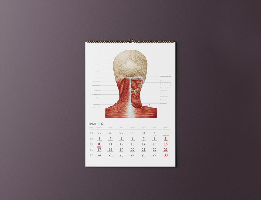 Kalendarz Anatomiczny 2023 — zdjęcie 4