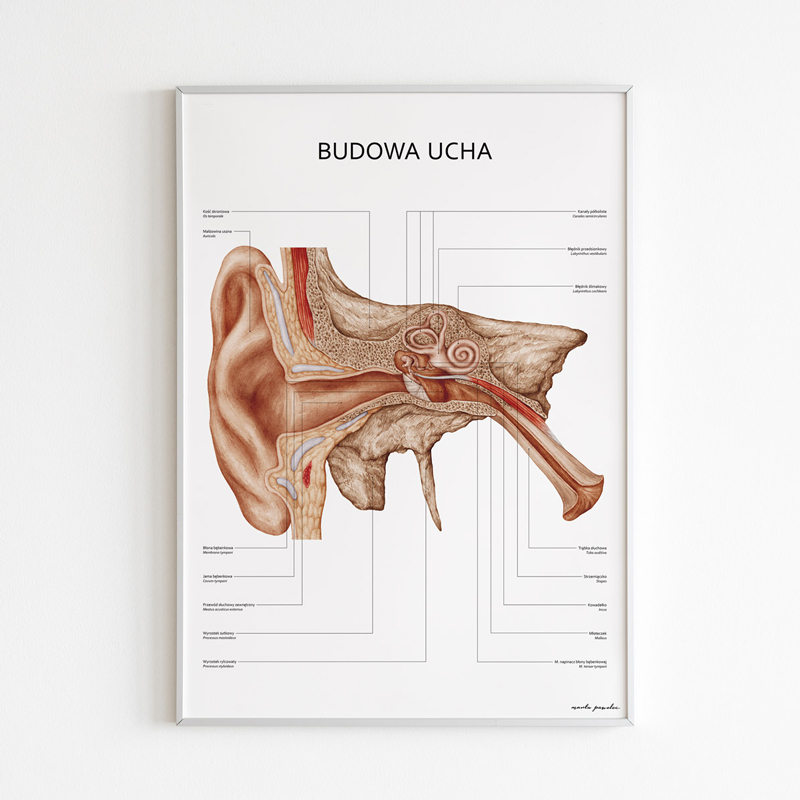 Plakaty Anatomia Ucha i Gardła - Komplet — zdjęcie 6
