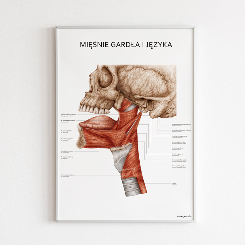 Plakaty Anatomia Ucha i Gardła - Komplet — zdjęcie 5