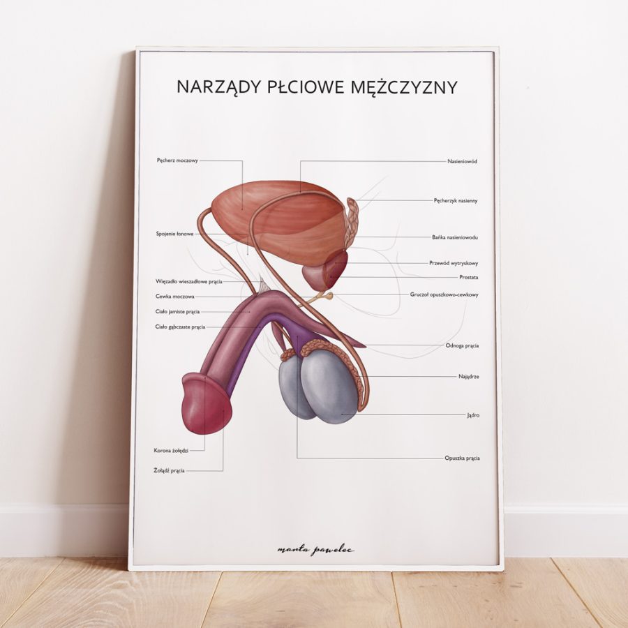 Plakaty Anatomia Płci - Komplet — zdjęcie 7