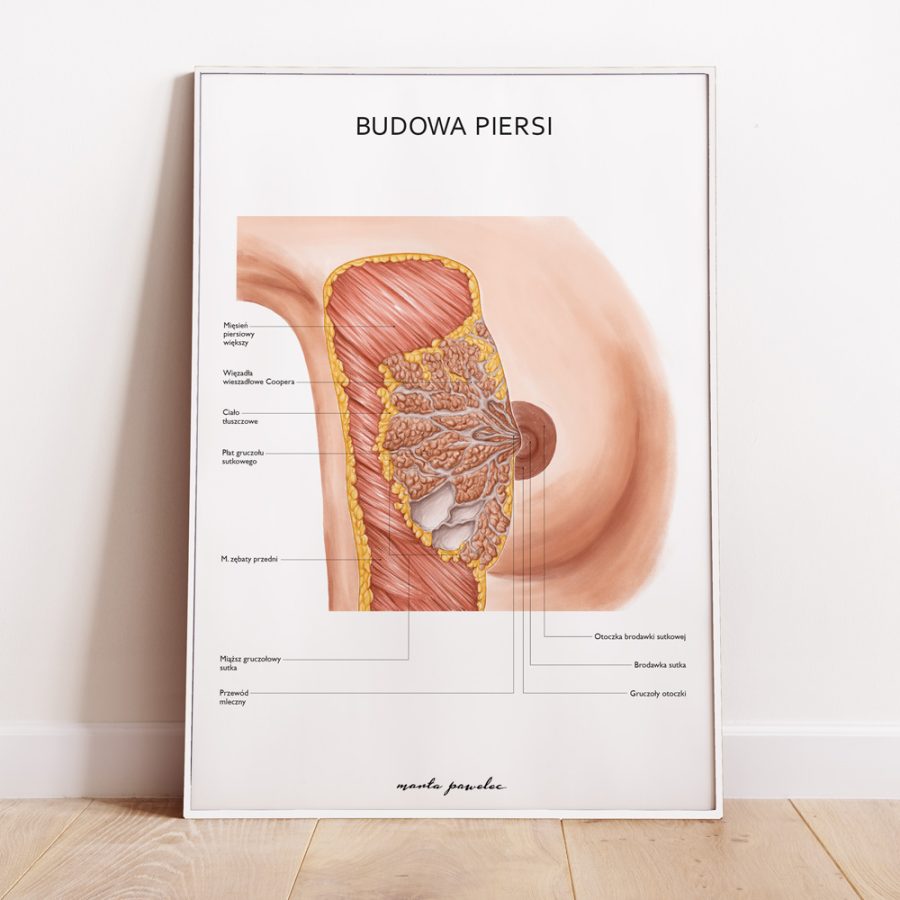 Plakaty Anatomia Płci - Komplet — zdjęcie 5