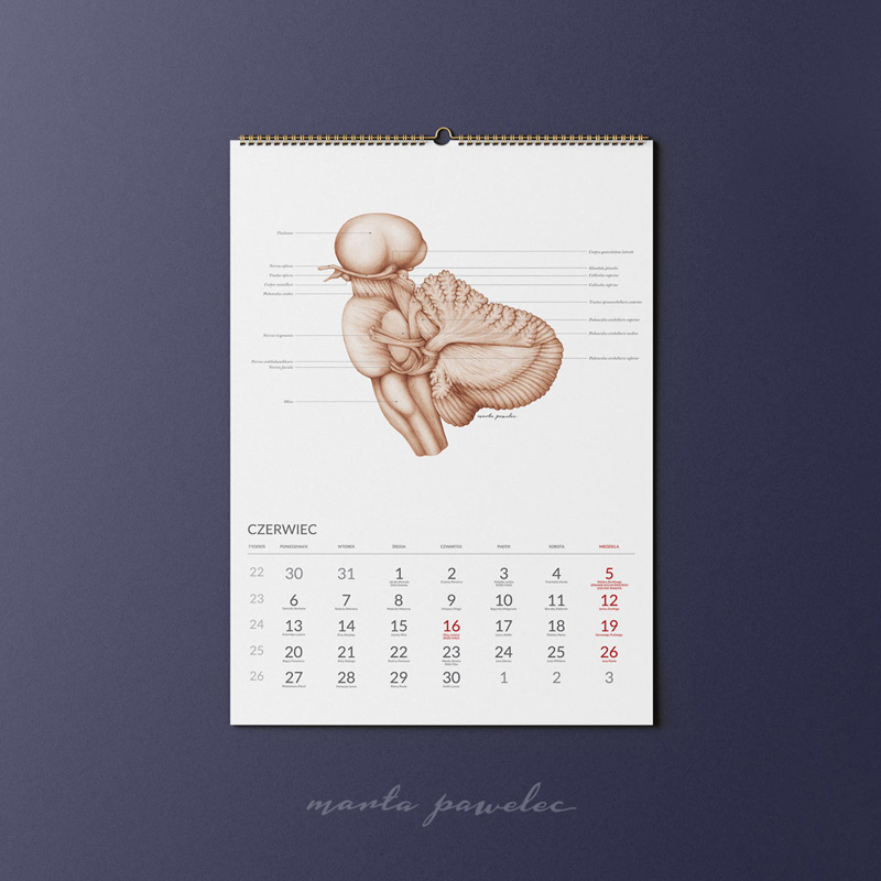 Kalendarz Anatomiczny 2022 — zdjęcie 7