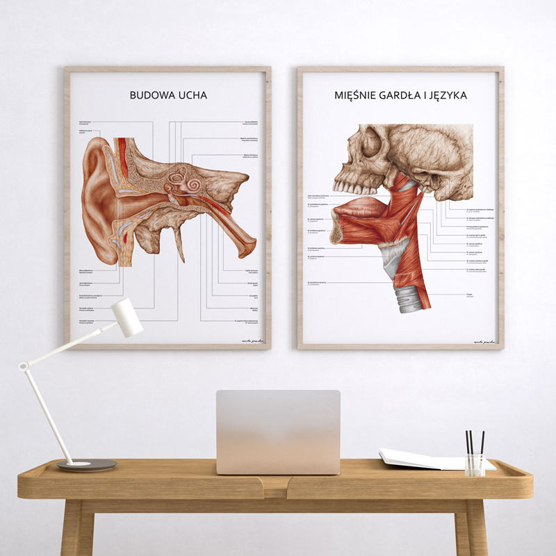 Plakaty Anatomia Ucha i Gardła - Komplet — zdjęcie 2