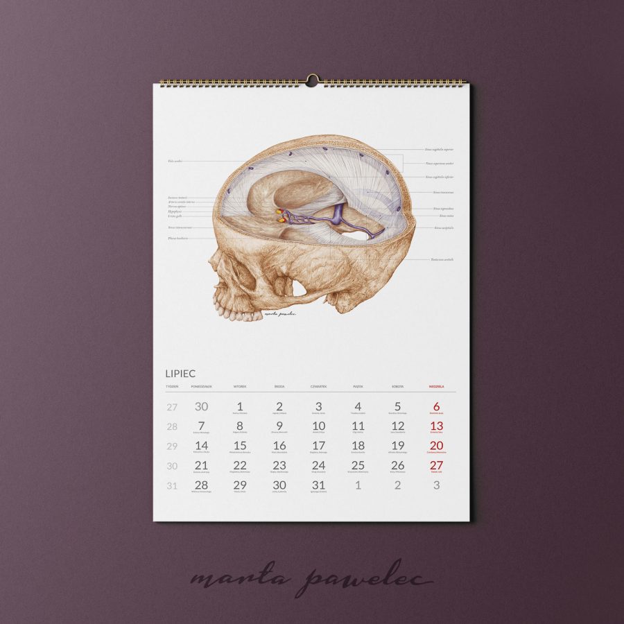 Kalendarz&Planer Anatomiczny 2025 — zdjęcie 5