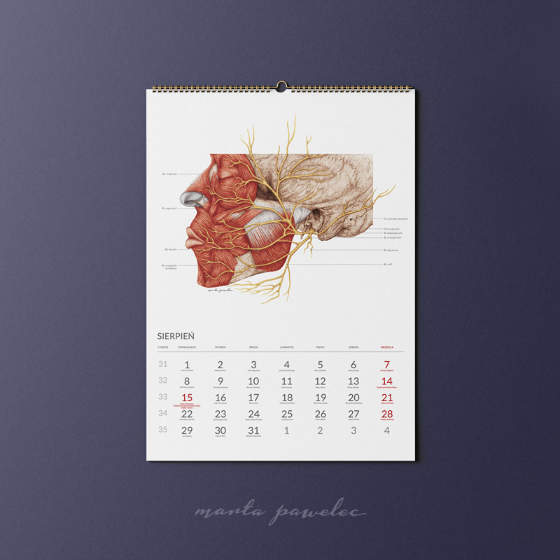 Kalendarz Anatomiczny 2022 — zdjęcie 9