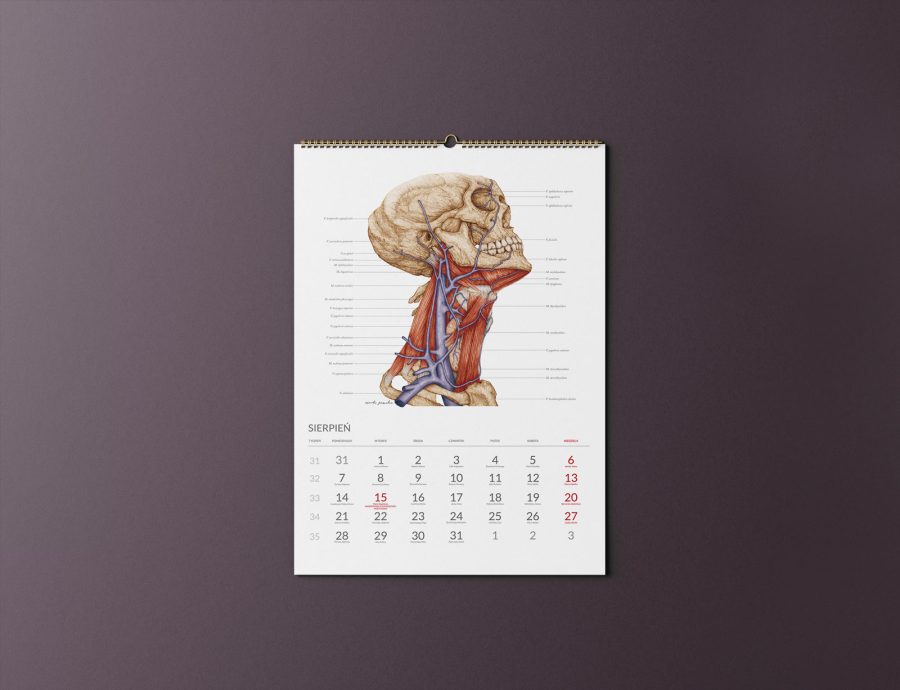 Kalendarz Anatomiczny 2023 — zdjęcie 8
