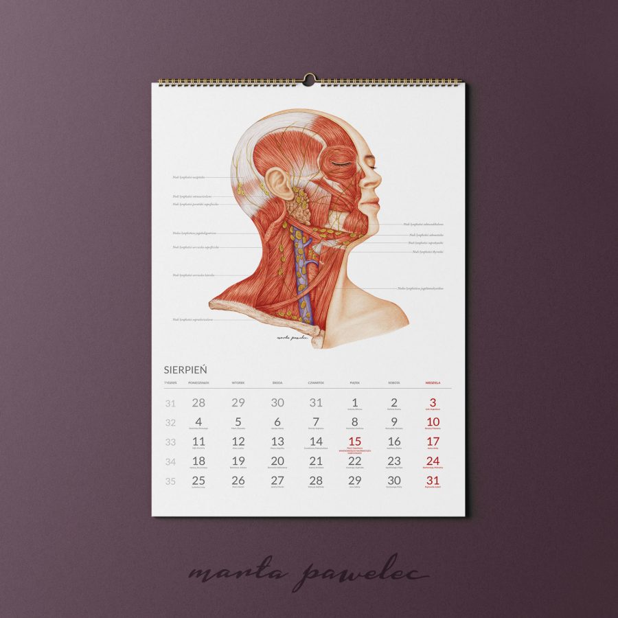Kalendarz&Planer Anatomiczny 2025 — zdjęcie 13